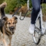 Zdjęcie Trixie Biker Set zestaw rowerowy dla dużych i średnich psów smycz z uchwytem do roweru 