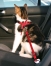 Zdjęcie Trixie Szelki samochodowe dla kota (20-50 cm) 