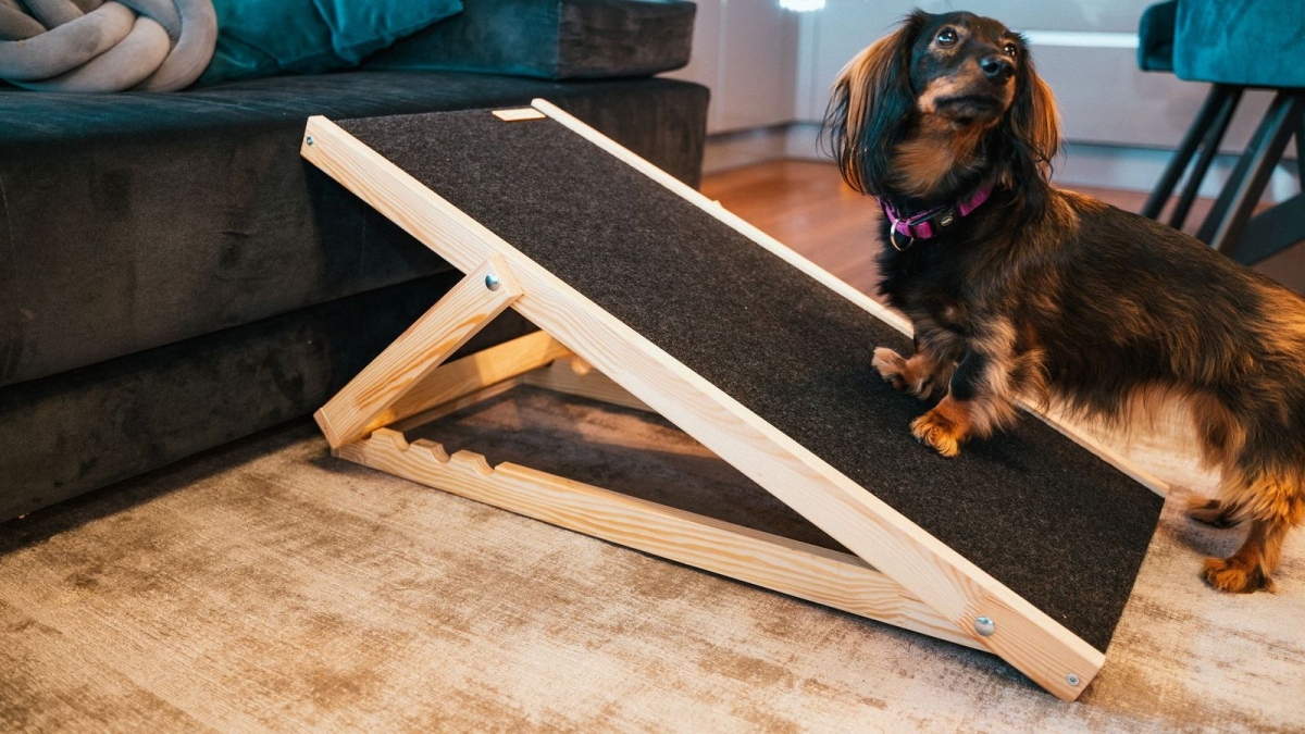 Zdjęcie Animood Rampa dla psa Skipper regulowana wysokość  sosna / antracyt 40-54 cm