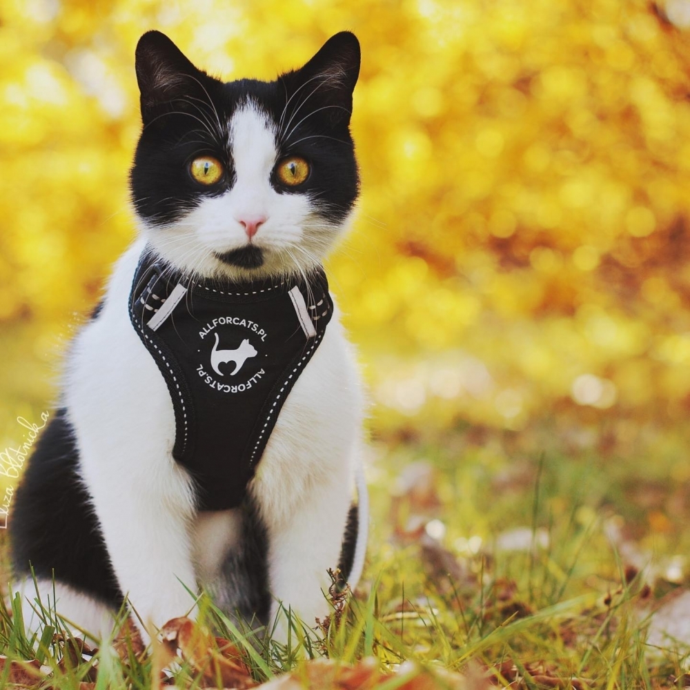 Zdjęcie All For Cats Szelki sportowe dla kotów rozm. S  czarne 