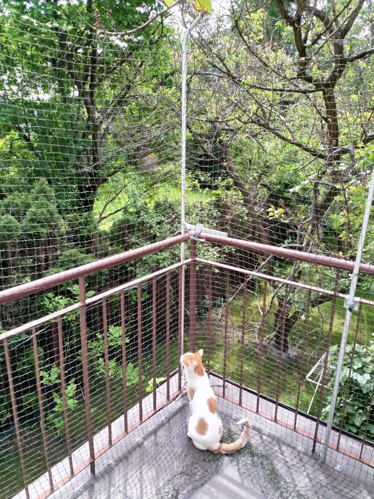 Zdjęcie Trixie Siatka ochronna do okien / balkonów  4 x 3 m, transparentna 