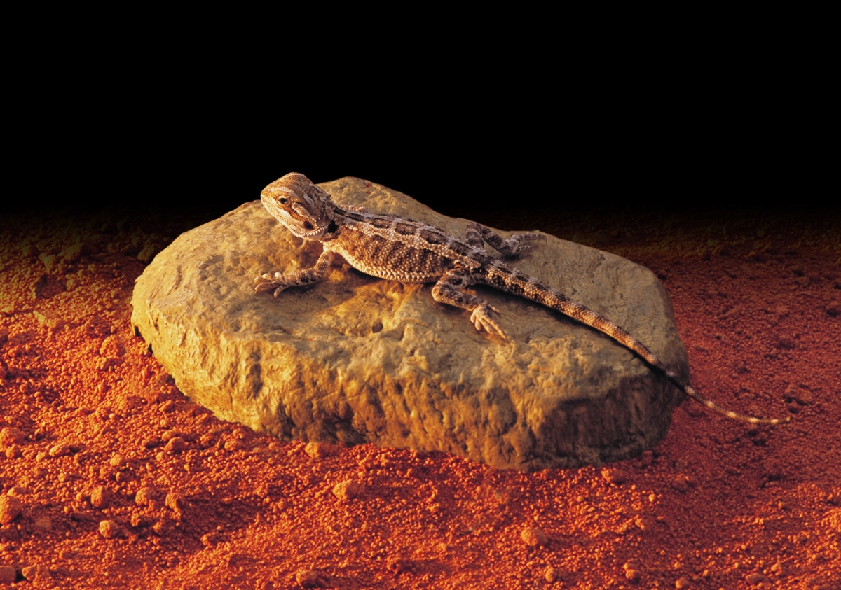 Zdjęcie Exo-Terra Heat Wave Rock kamień grzewczy  Large (31 x 18 cm) 