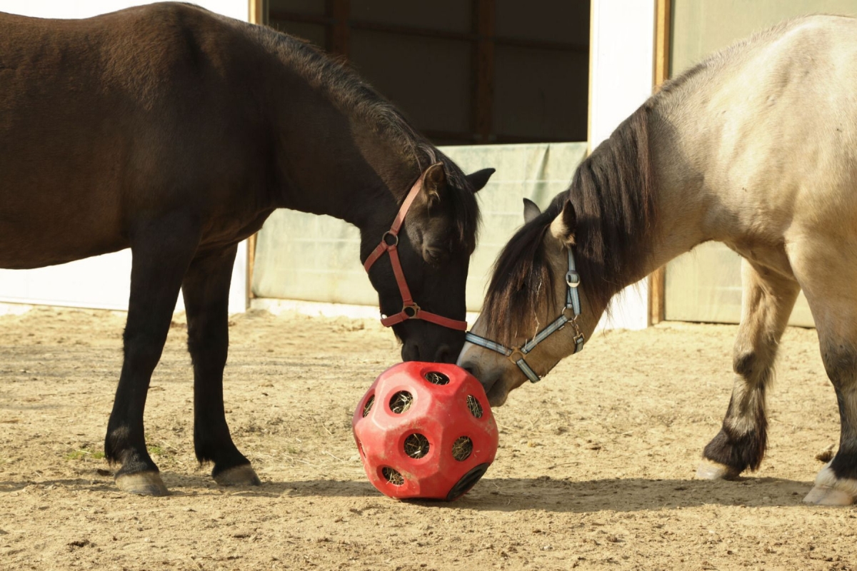 Zdjęcie Kerbl Piłka do zabawy na siano dla koni Heuboy  niebieska śr. 40 cm