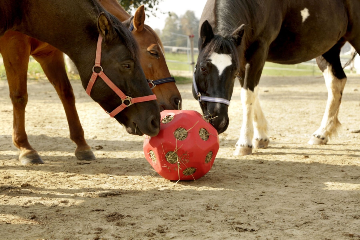 Zdjęcie Kerbl Piłka do zabawy na siano dla koni Heuboy  niebieska śr. 40 cm