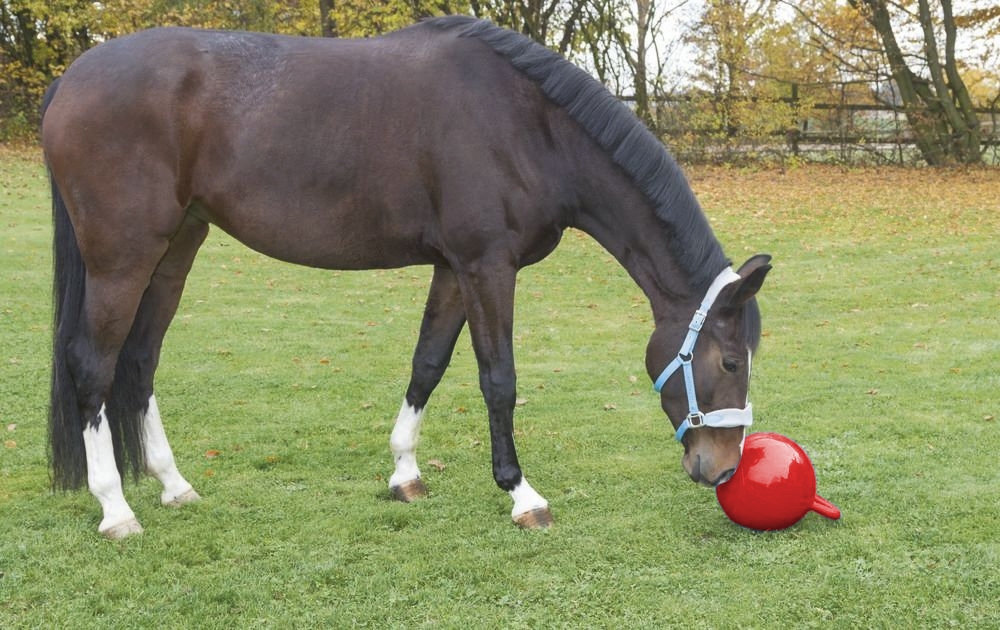 Zdjęcie Kerbl Piłka do zabawy dla koni  czerwona śr. 25 cm