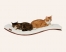 Zdjęcie Cosy And Dozy Półka dla kota Chill DeLuxe  Walnut (orzech), kolor Soft White 90 x 41 cm