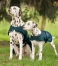 Zdjęcie Waldhausen Derka przeciwdeszczowa dla psa  zielona 