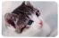 Zdjęcie Trixie Podkładka pod miski antypoślizgowa  ze zdjęciem kota 43 x 28 cm