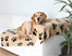 Zdjęcie Trixie Kocyk Barney dla psa lub kota  beżowy w łapki 150 x 100 cm