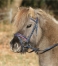 Zdjęcie Waldhausen Ogłowie Unicorn dla kucyka  granatowe z różowym podszyciem 