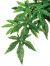 Zdjęcie Exo-Terra Roślina sztuczna Silk Abuliton do terrariów tropikalnych rozm. M (55 cm) 