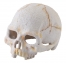Zdjęcie Exo-Terra Primate Skull Mini kryjówka czaszka naczelnego 11,5 x 9 x 8 cm 
