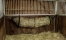 Zdjęcie Kerbl Siatka na siano w kształcie tunelu   150 cm