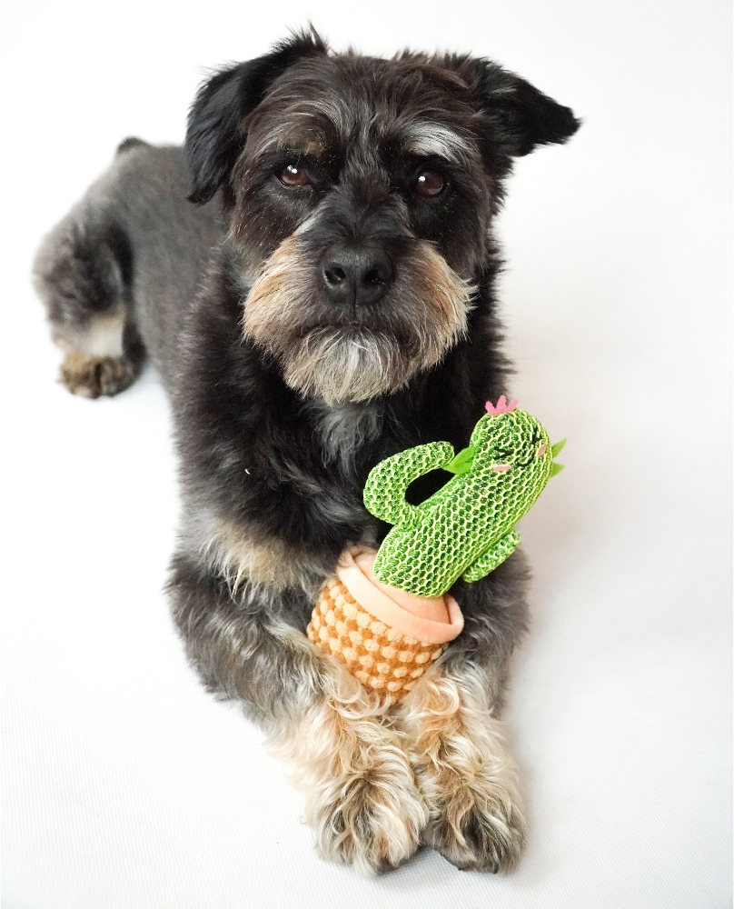 Zdjęcie Dingo Zabawka sensoryczna dla psa kaktus Dolores   19 cm