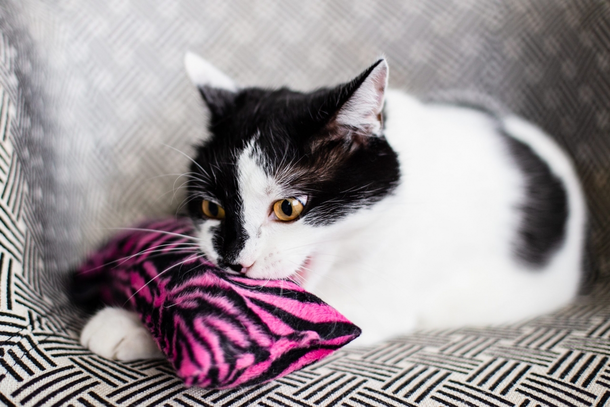 Zdjęcie The Miss Cat Kopacz KICK & HUG classic zabawka dla kota zebra różowa 24 x 8cm + 20 cm