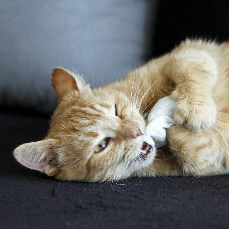 Zdjęcie True Hemp Zabawka poduszka dla kota  z konopiami i walerianą 7 x 10 cm