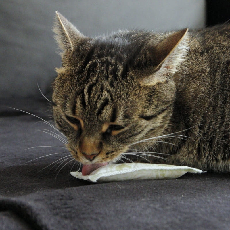 Zdjęcie True Hemp Zabawka poduszka dla kota  z konopiami i walerianą 7 x 10 cm