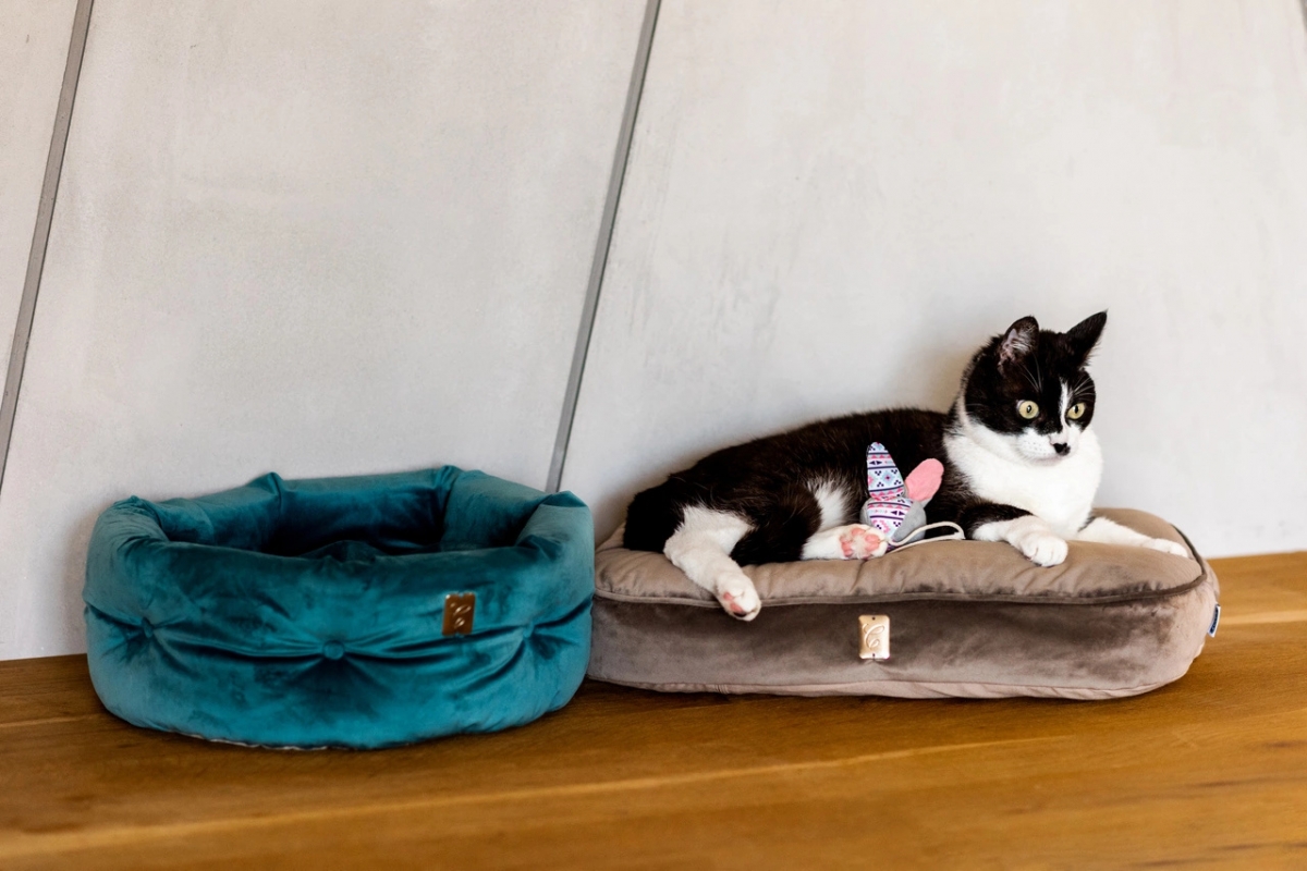 Zdjęcie Zolux Poducha dla kota Chambord  jasny brąz 50 x 35 x 15 cm