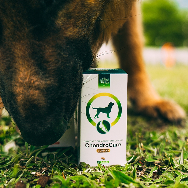 Zdjęcie Pokusa ChondroCare tabletki wsparcie stawów psów dorosłych dużych ras 120 szt.