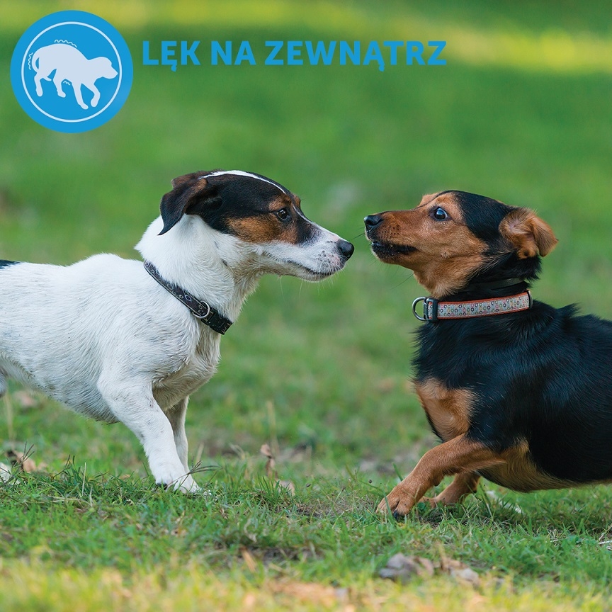 Zdjęcie D. A. P. Adaptil Obroża dla psa S-M / Puppy dla małych i średnich psów i szczeniąt 46,5cm