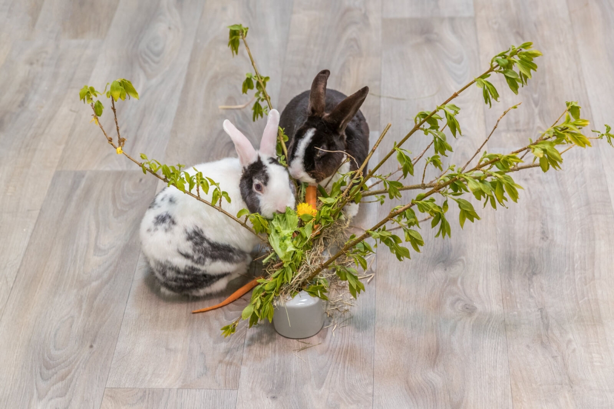 Zdjęcie Trixie Paśnik na siano stojący z ceramiki i drewna  dla królików i gryzoni 26 x 23 x 17 cm