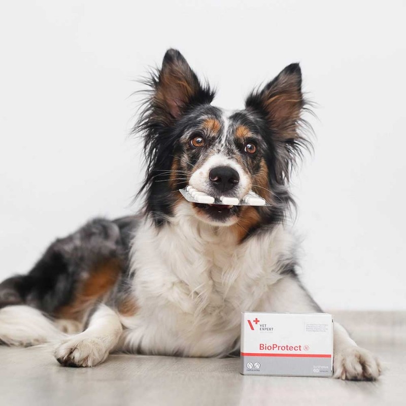 Zdjęcie VetExpert BioProtect probiotyk  dla psów i kotów 60 kapsułek