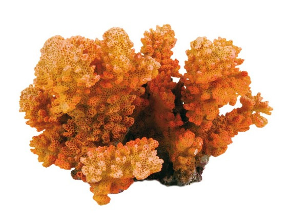 Zdjęcie Trixie Dekoracja koralowiec mały   12 cm