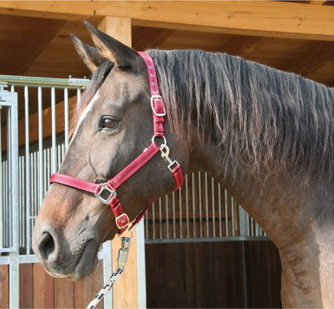 Zdjęcie Eurohorseline Kantar Mustang  nylonowy 