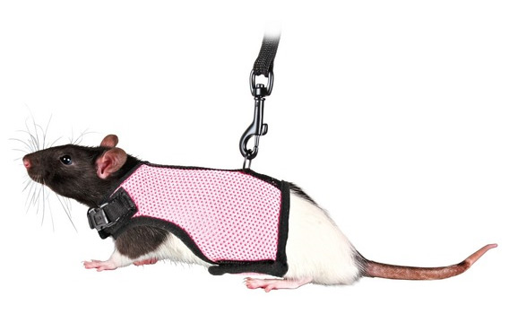 Zdjęcie Trixie Miękka uprząż ze smyczą  dla szczurka 