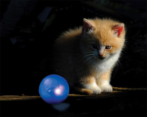 Zdjęcie Petstages Play: Twinkle Ball piłka migotka dla kota  