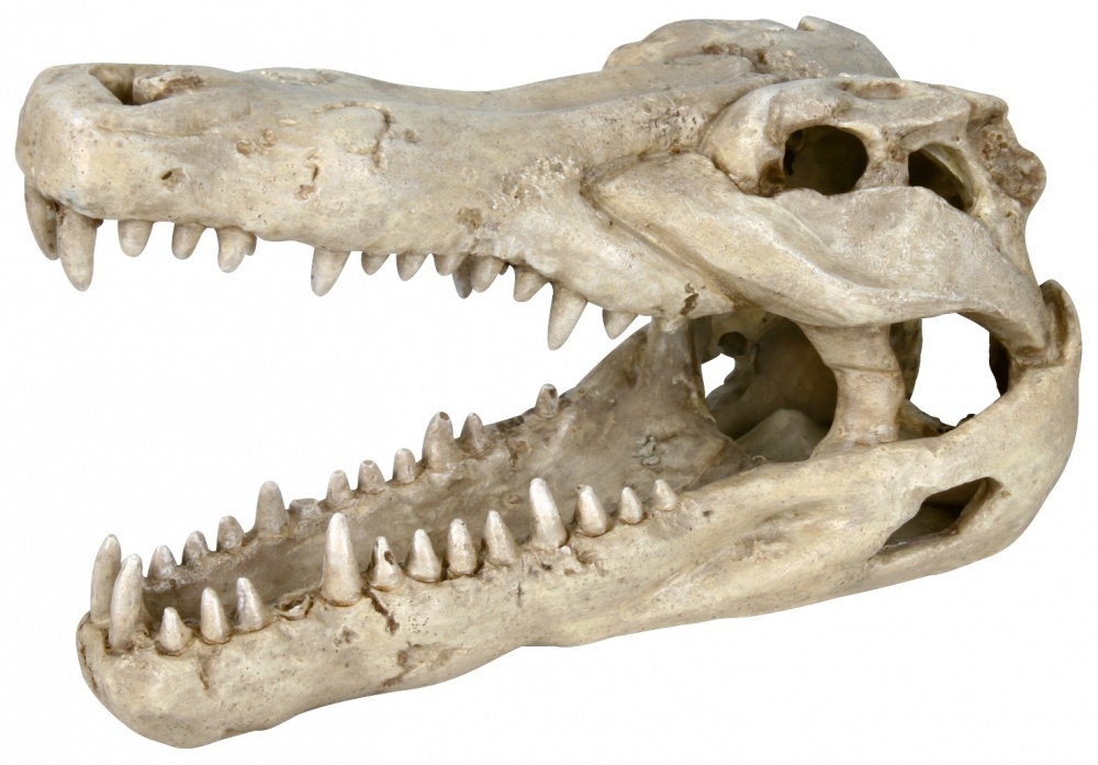 Zdjęcie Trixie Dekoracja czaszka krokodyla duża   14 cm