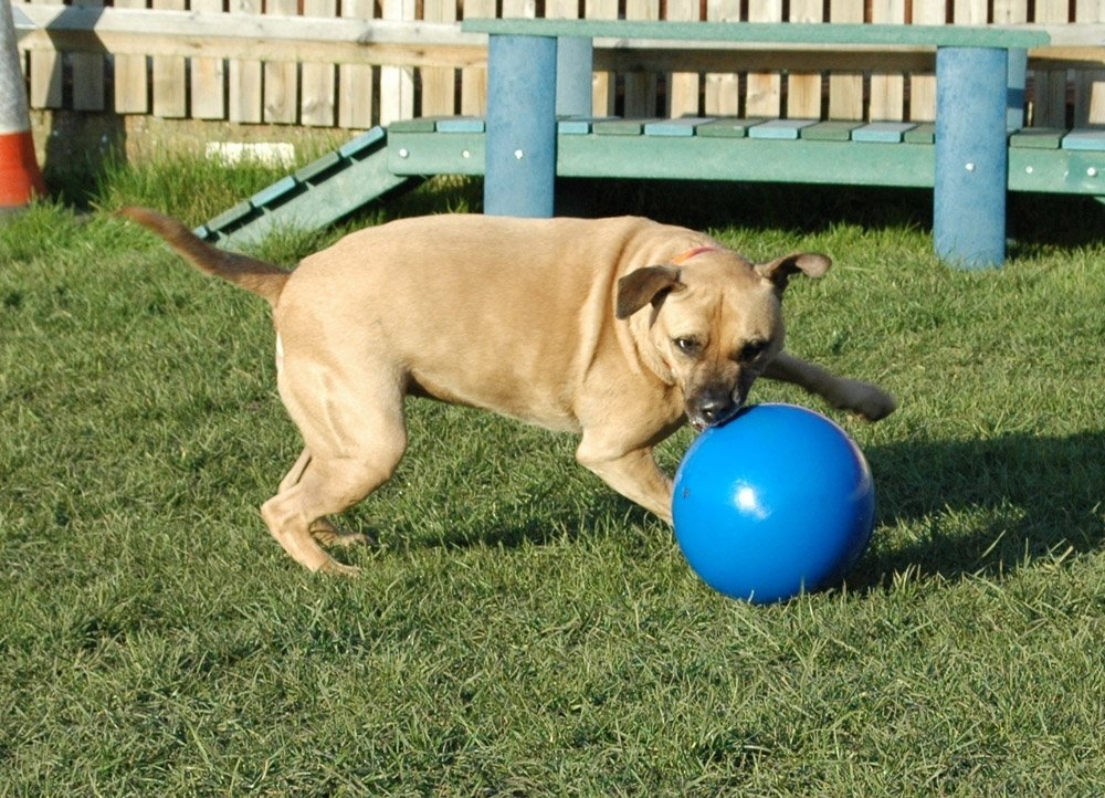 Zdjęcie Boomer Ball Odporna piłka zmyłka dla psa rozm. S 11 cm czerwona 