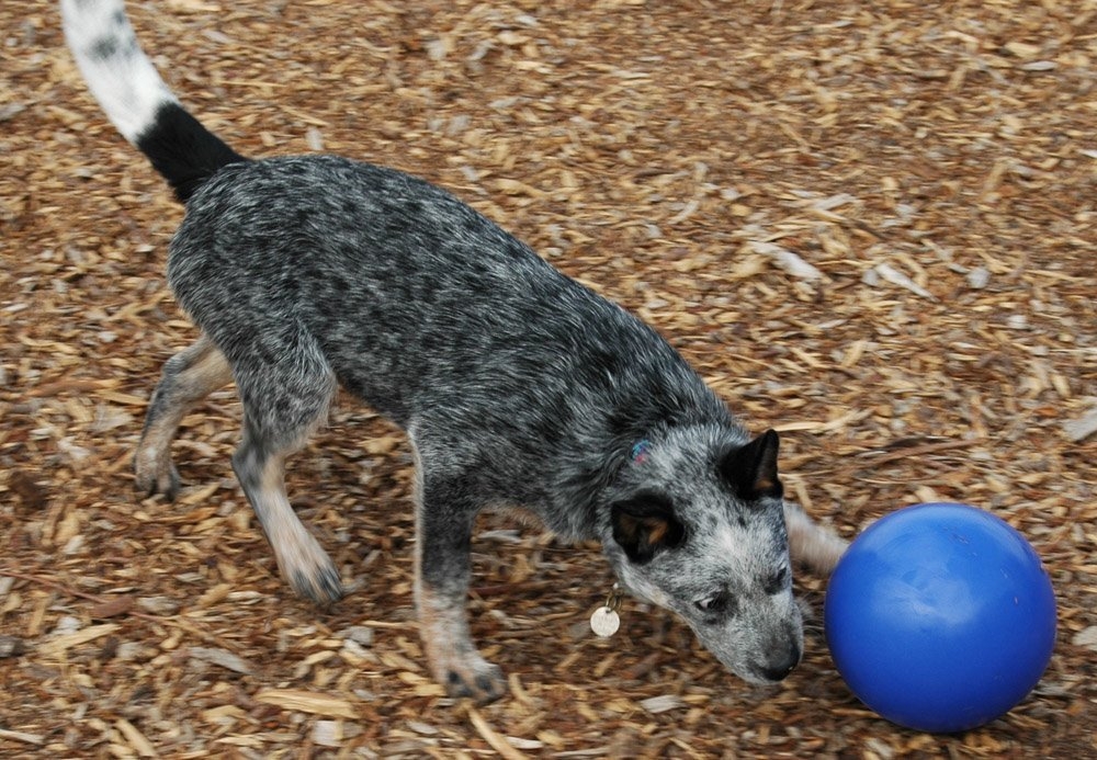 Zdjęcie Boomer Ball Odporna piłka zmyłka dla psa rozm. S 11 cm niebieska 