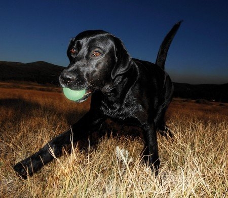 Zdjęcie Chuckit! Max Glow Ball piłka świecąca w ciemności dla psa Medium 