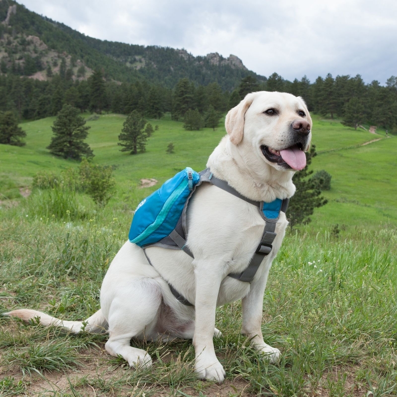 Zdjęcie Outward Hound DayPak™ plecak dla psa medium  niebieski 30 x 21,6 cm