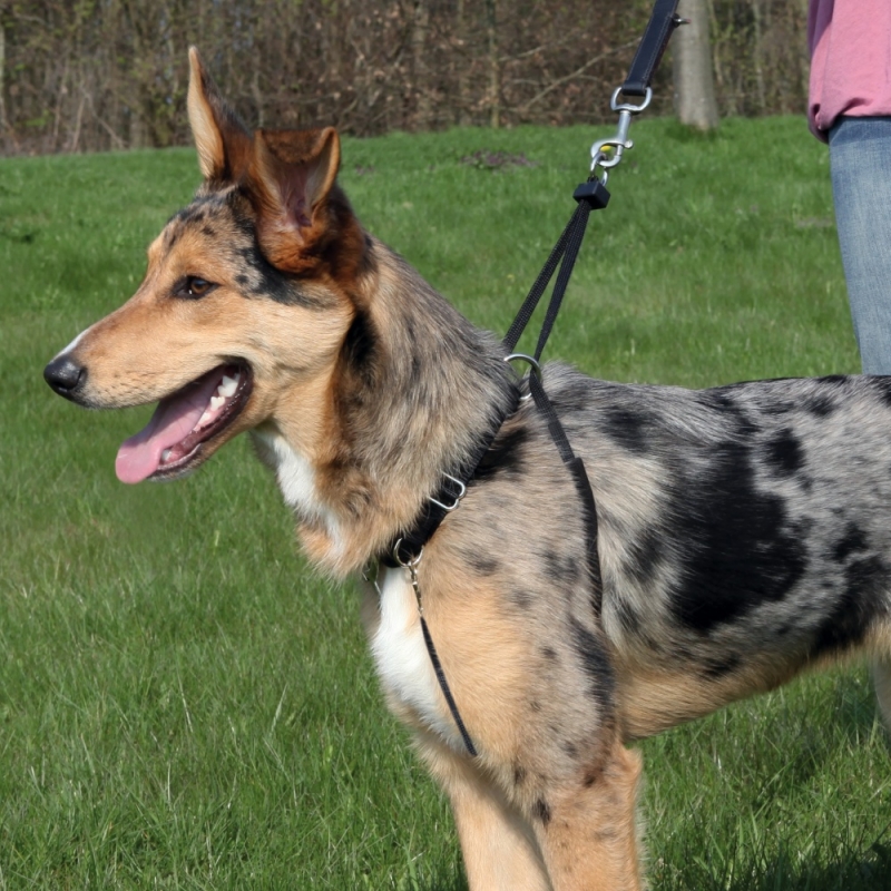 Zdjęcie Trixie Szelki dla psa Easy Walk treningowe  rozmiar S (27-36 cm) 