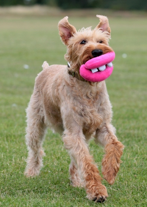 Zdjęcie Ancol Dog Lips Dog Toy zabawka wesołe usta dla psa  pluszowa 16 cm