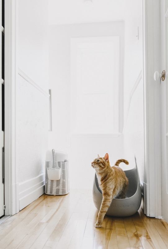 Zdjęcie Petmate Litter Locker kuweta dla kota z łopatką szara 57 x 45 x 41 cm