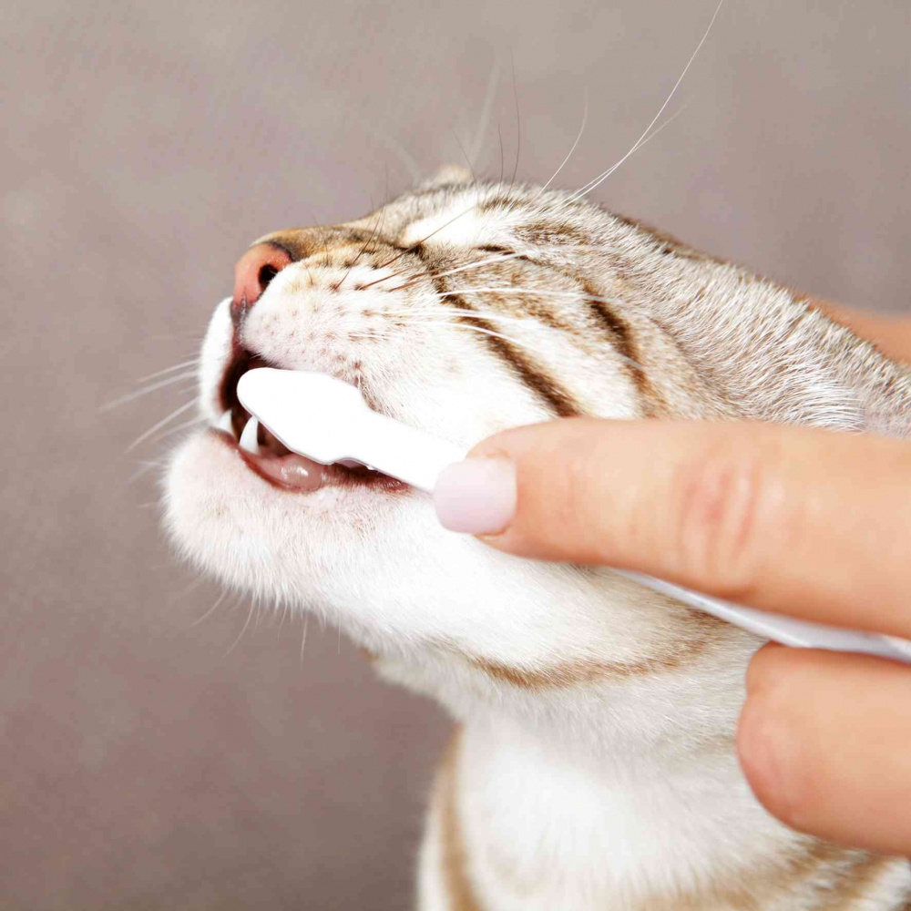 Zdjęcie Trixie Zestaw do pielęgnacji zębów dla kota  pasta o smaku serowym + szczoteczki 