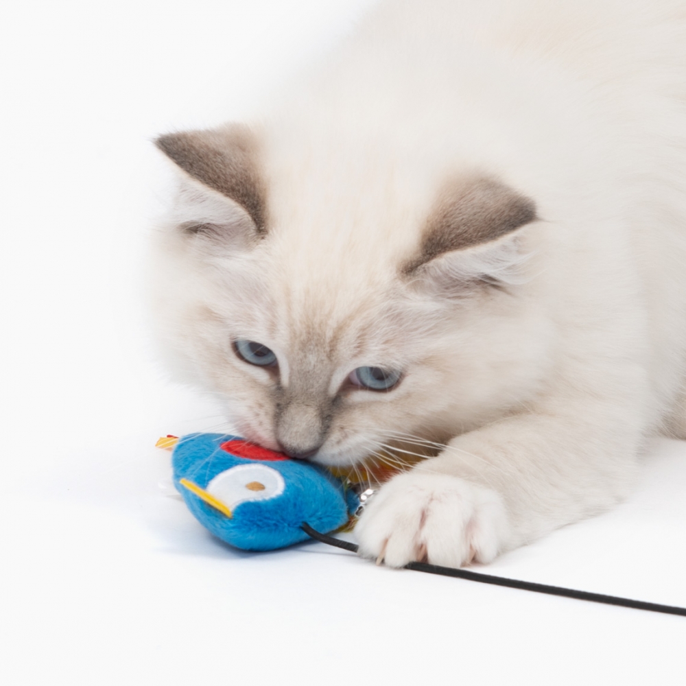 Zdjęcie catit Play Pirates wędka dla kota  papuga z kocimiętką 6 x 3 x 63 cm