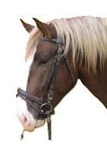 Zdjęcie PFIFF Ogłowie dla koni zimnokrwistych   