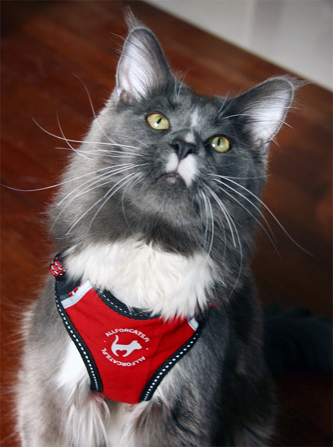 Zdjęcie All For Cats Szelki sportowe dla kotów rozm. XS  czerwone 