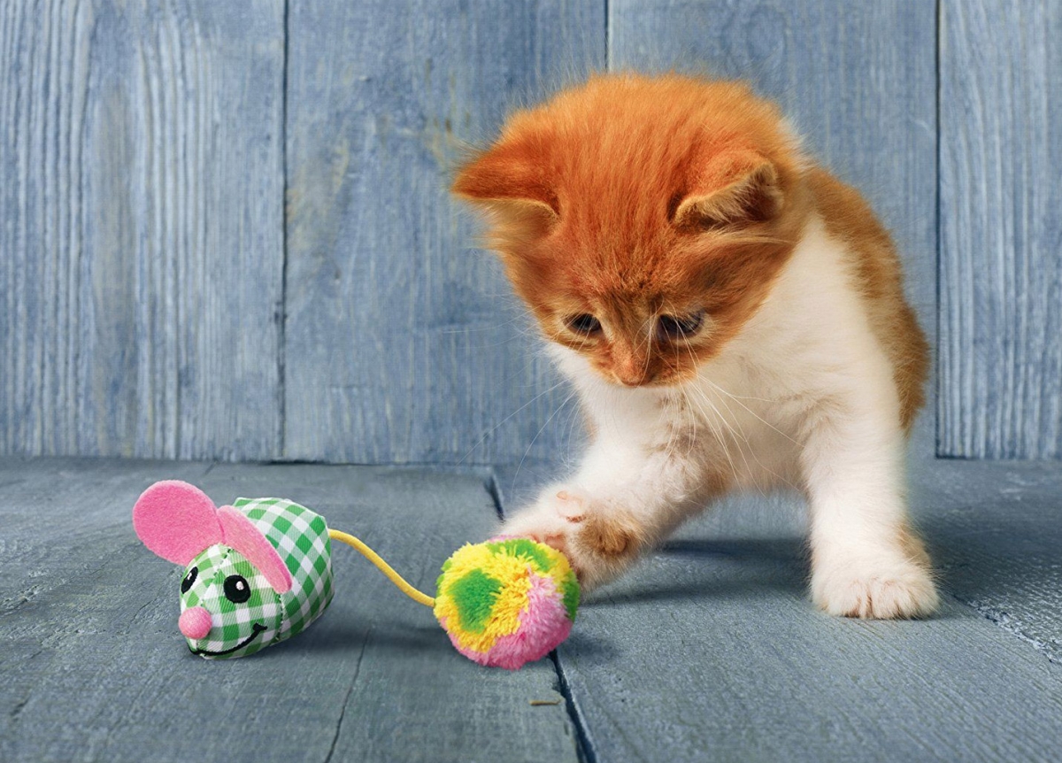 Zdjęcie Kong Kitten Pom Tail Mouse zabawka dla kociaka   