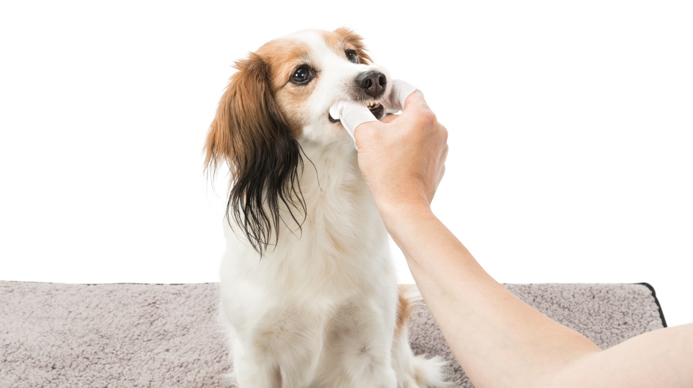 Zdjęcie Trixie Dental Care czyściki do pielęgnacji zębów  dla psów i kotów 50 szt.