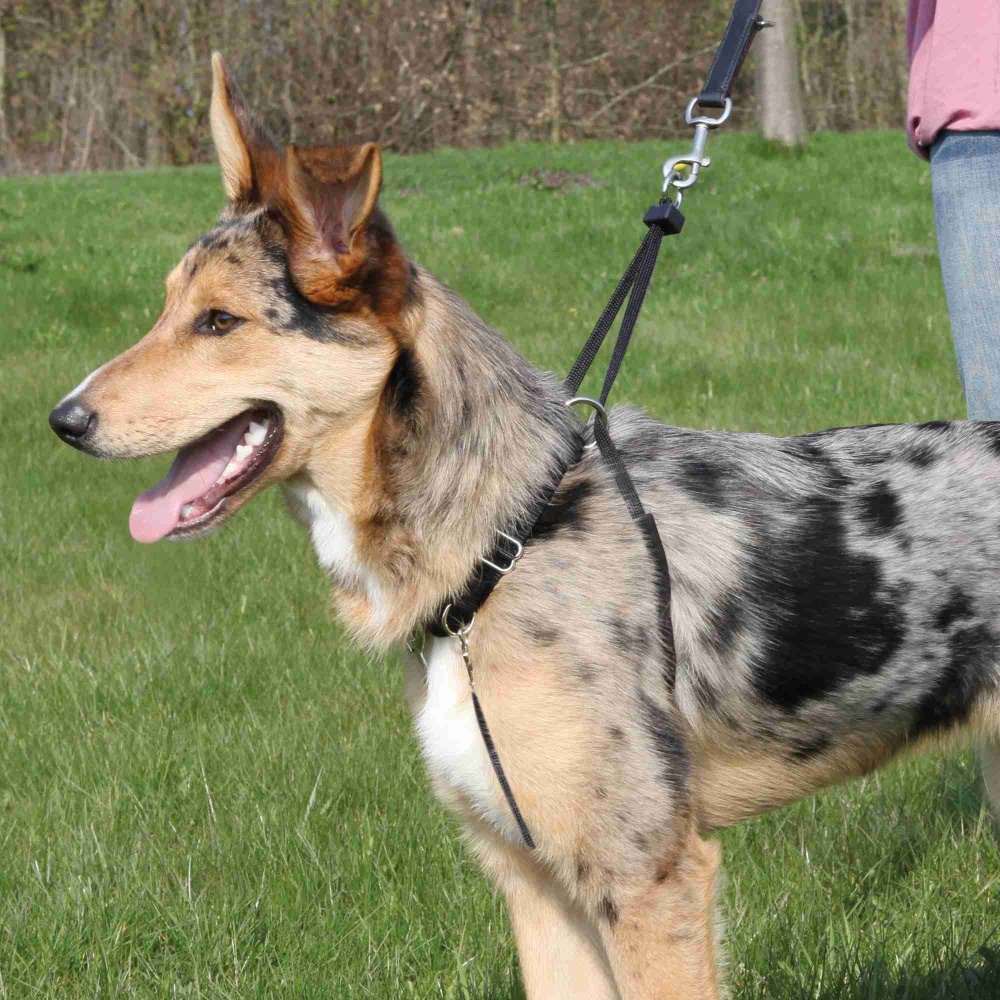 Zdjęcie Trixie Szelki dla psa Easy Walk treningowe  rozmiar M (33-47 cm) 