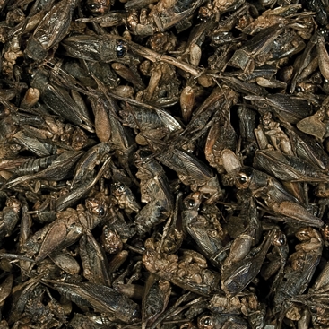 Zdjęcie Tropical Crickets suszone świerszcze dla gadów w puszce 100ml