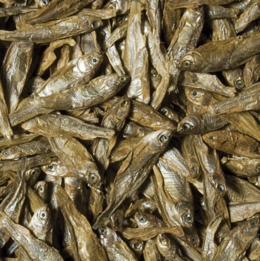 Zdjęcie Tropical Dried Fish puszka suszone ryby dla gadów 100ml