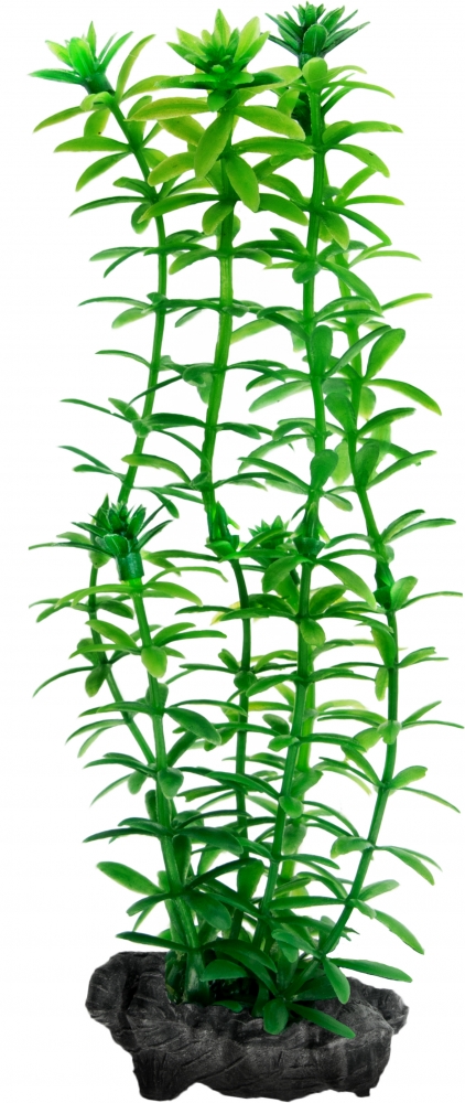 Zdjęcie Tetra Anacharis roślina do akwarium   15 cm