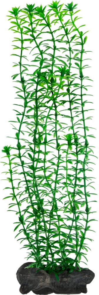 Zdjęcie Tetra Anacharis roślina do akwarium   23 cm