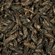Zdjęcie Tropical Crickets suszone świerszcze dla gadów w puszce 250ml